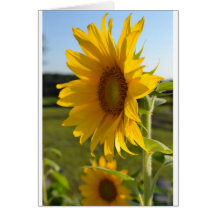 Sunflower series greeting card