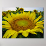 Sunflower Series posters
