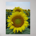 Sunflower Series posters