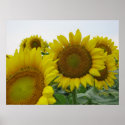 Sunflower Series posters