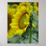 Sunflower Series posters