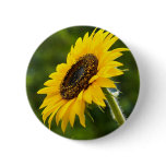 Sunflower Sideshot