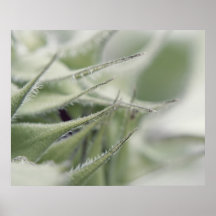 Sunflower Spikes Large Poster