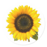 Sunflower Sticker