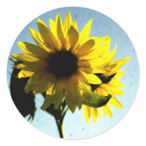 sunflower sticker