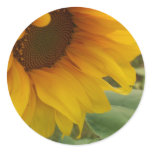 Sunflower stickers