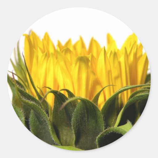 Sunflower Stickers