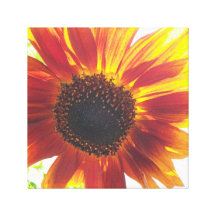 Sunflower Stretched Canvas Prints