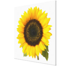 Sunflower Stretched Canvas Prints