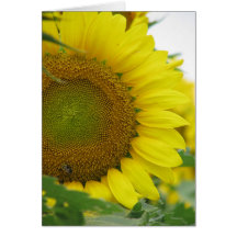 Sunflower Summer Series Greeting Cards