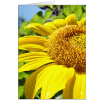 SUNFLOWER SunFlowers Sun Flowers Cards Gifts Mugs