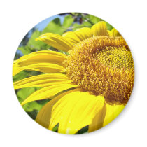SUNFLOWER SunFlowers Sun Flowers Cards Gifts Mugs
