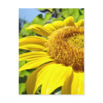 SUNFLOWER SunFlowers Sun Flowers Cards Gifts Mugs