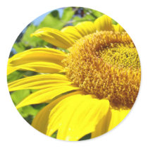 SUNFLOWER SunFlowers Sun Flowers Cards Gifts Mugs