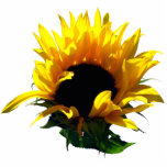 Sunflower Sunrise Photo Sculpture photo sculptures