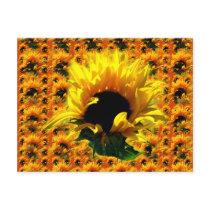 Sunflower Sunrise Postcard