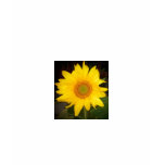 Sunflower T-Shirt