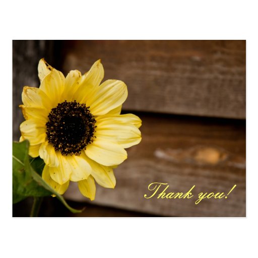 Sunflower thank you | Zazzle