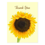 Sunflower Thank You Postcard