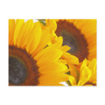 Sunflower Triplettes Postcards