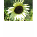 Sunflower t-shirts