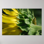 Sunflower with Grasshopper Canvas Print