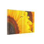 Sunflower Wrapped Canvas Stretched Canvas Prints
