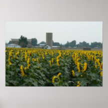 Sunflowers and Silo Posters