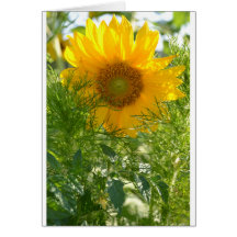 Sunflowers and Summer Cards