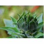 Sunflowers Buds Green photo sculptures