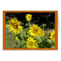 Sunflowers cards