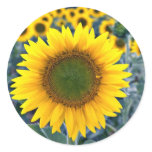 Sunflowers  flowers stickers