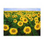 Sunflowers Forever