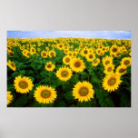 Sunflowers Forever Print