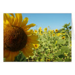 Sunflowers Greeting Cards