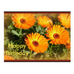 Sunflowers in a Mist Post Cards