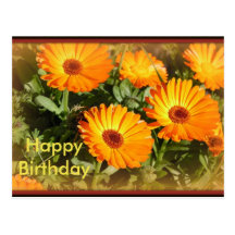 Sunflowers in a Mist Post Cards