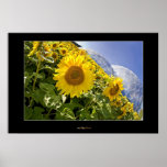 Sunflowers in Eden Poster