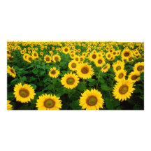 Sunflowers in Fargo, north Dakota Personalized Photo Card