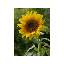 Sunflowers In Field Cut Out
