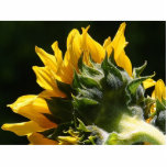 Sunflowers Petals photo sculptures