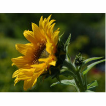 Sunflowers Petals Pollen Yellow Cut Outs