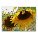 sunflowers photograph flower picture cards