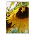 sunflowers photograph flower picture cards