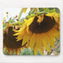 sunflowers photograph flower picture mousepads