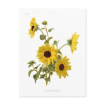 Sunflowers Postcards