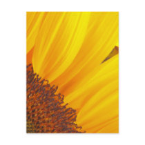 Sunflowers Postcard