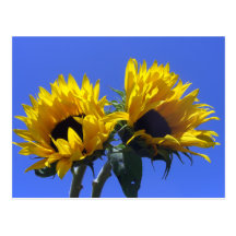 Sunflowers Postcard