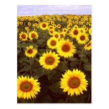 Sunflowers Postcards