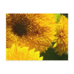 Sunflowers postcards Yellow Bright Colourful Flowe